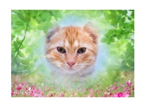 Moldura - Some Flowers