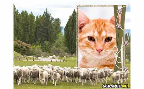 Moldura - Rebanho De Ovelhas