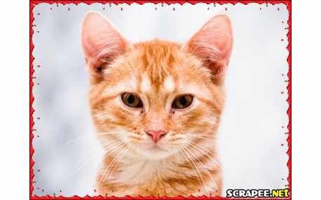 Moldura - Borda Para Foto