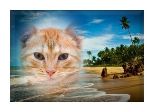 Moldura - Coqueirinho Beach