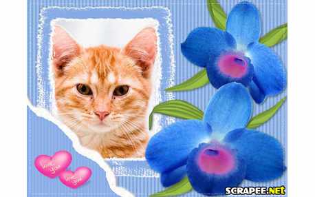 Moldura - Orquideas Azuis