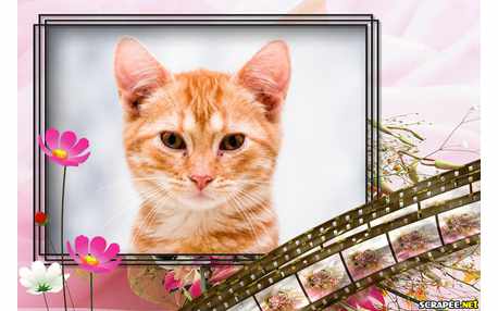 Moldura - Modelo Do Antigo Filme Fotografico