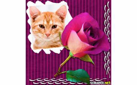 Moldura - Rosa Gigante