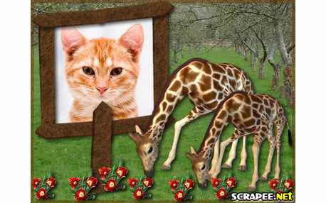 Moldura - Girafas No Bosque