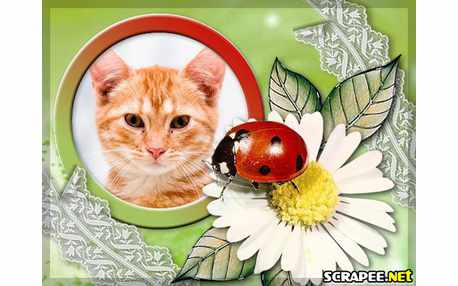 Moldura - Joaninha Na Margaridaa