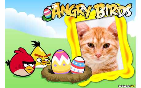 Moldura - Angry Birds   Jogo