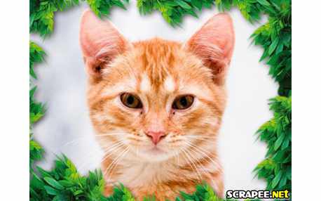 Moldura - Borda De Folhas