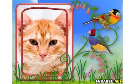 Moldura - Aves Raras