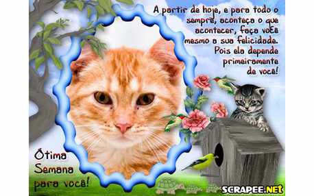 Moldura - Casinha De Passarinho   Boa Semana