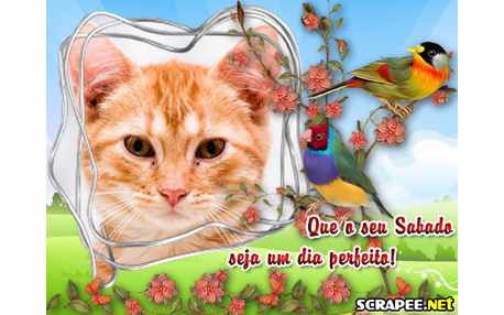 Moldura - Sabado   Passaros Raros