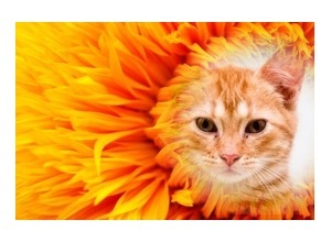 Moldura - The Sunflower