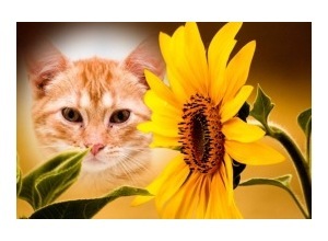 Moldura - Sunflower 2