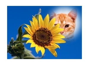 Moldura - Sunflower Blues