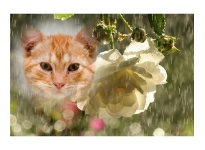 Moldura - White Roses In The Rain