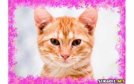 Moldura - Borda Rosa Para Foto