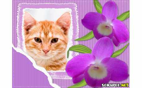 Moldura - Orquidea Lilas