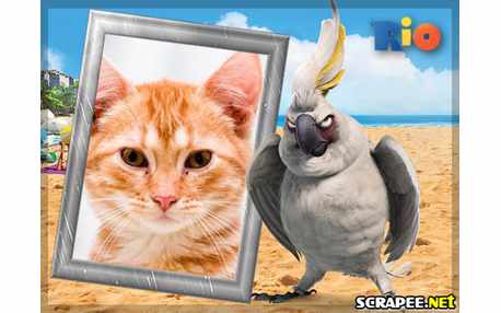 Moldura - Cacatua Nigel Do Filme Rio