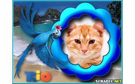 Moldura - Arara Jade Do Filme Rio