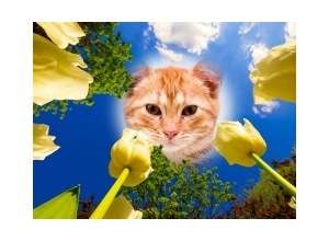 Moldura - Yellow Flowers 2