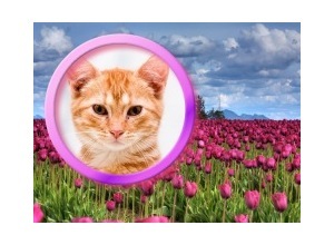 Moldura - Purple Circle