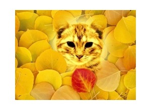 Moldura - Yellow Leaf