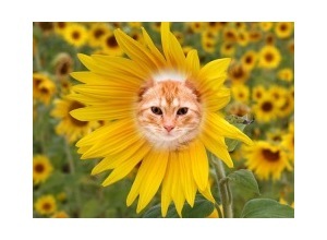 Moldura - Sunflower 3