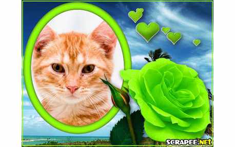 Moldura - Rosa Verde