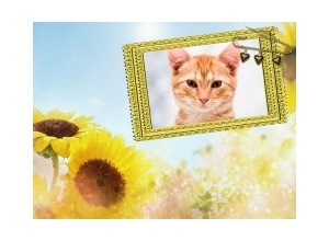 Moldura - Sunflower And Border