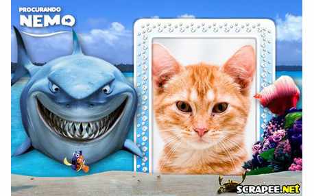 Moldura - Prucurando Nemo   Tubarao