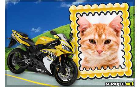 Moldura - Moto Yamaha R1 Amarela 
