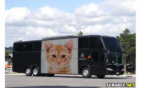 Moldura - Foto No Onibus