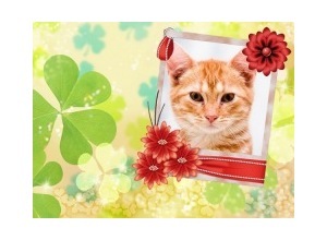 Moldura - Clover And Frame