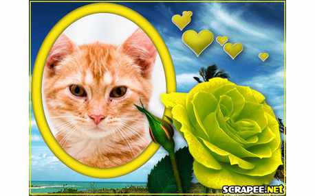 Moldura - Rosa Citrus