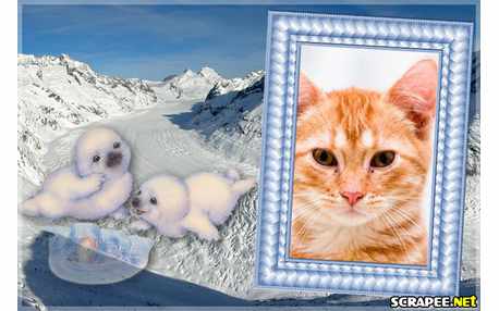 Moldura - Foca Do Gelo