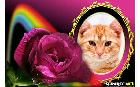 Moldura - Rosa Cor De Vinho