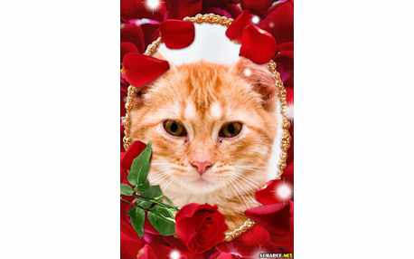 Moldura - Rosa Vermelha