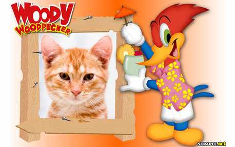 Moldura - Wood  Pecker   Picapau