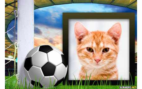 Moldura - Futebol Brasileiro