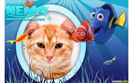 Moldura - Filme Procurando Nemo 2
