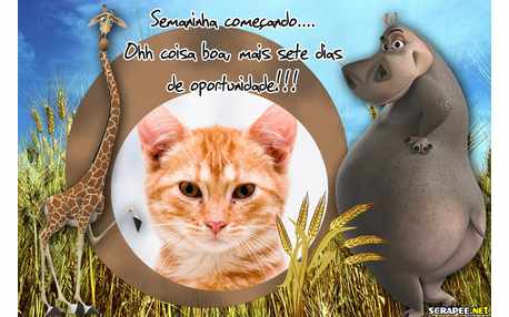 Moldura - Sete Dias De Oportunidades