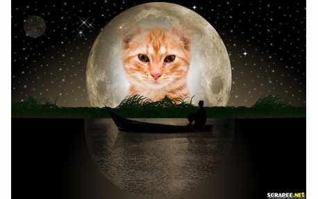 Moldura - Lua Cheia Na Floresta