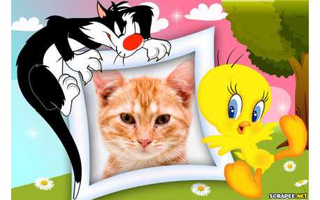 Moldura - Piu Piu E Frajola