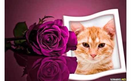 Moldura - Moldura Gratis De Rosa