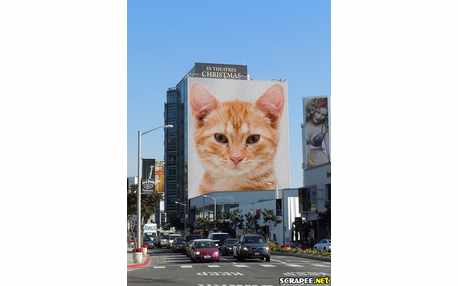 Moldura - Foto Em Outdoor 