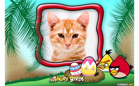 Moldura - Desenho Do Jogo Angry Birds