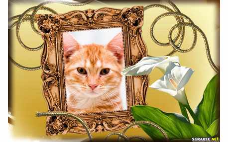 Moldura - Copo De Leite