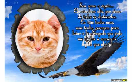 Moldura - Sou Como Aguia