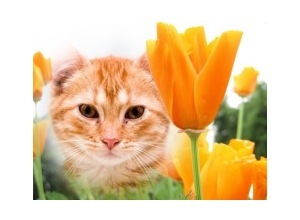 Moldura - Orange Flower