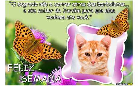 Moldura - Feliz Semana