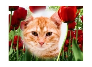 Moldura - Tulipas Vermelhas